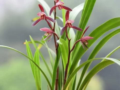 建兰的种植方法与注意事项：打造优雅的“花中君子”