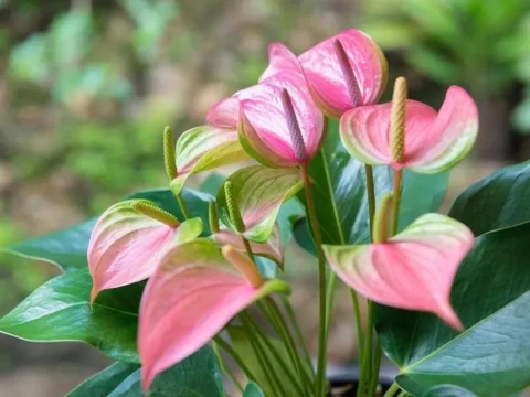 花烛的种植方法和注意事项：从选土到养护全指南