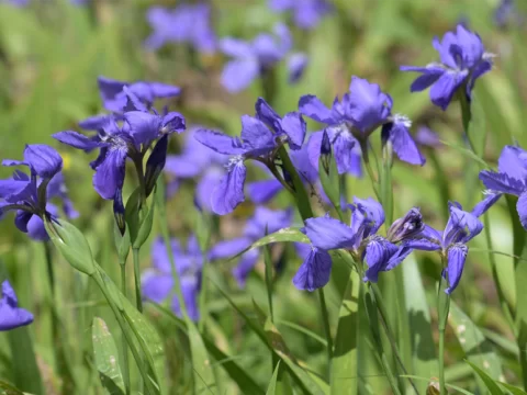 探秘鸢尾花：从神话到现实的植物传奇