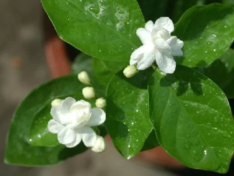 茉莉花花语及代表意义：纯洁与忠贞的芬芳象征