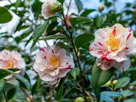 茶花换盆换土正确方法：掌握4大要点，根系健壮开花旺