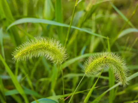 狗尾巴花的花语与寓意：平凡中的深情与坚韧
