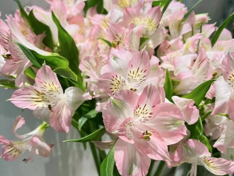 六出花的养殖方法和注意事项