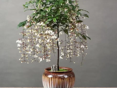 垂丝茉莉耐寒多少度？冬季养护技巧全解析