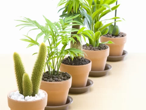 晚上开灯植物真的会长得更快吗？科学解析与实用建议