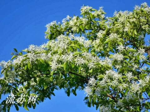 流苏树的种植方法和注意事项