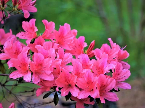 杜鹃花浇水有禁忌！这三种水浇一盆死一盆，新手必看养护指南