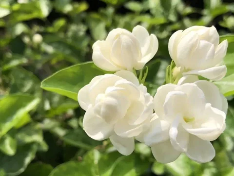 茉莉花浇水全指南：科学掌握频率，养出繁花满枝