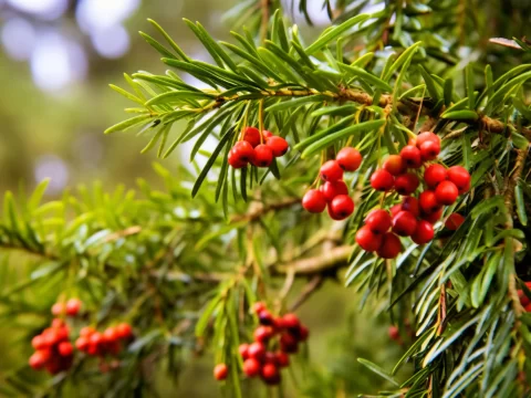 珍贵盆栽植物大盘点：稀有品种与养护价值全解析