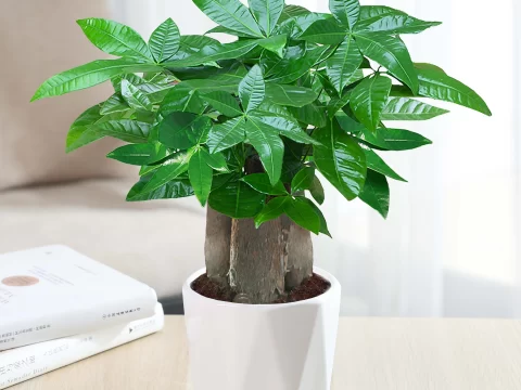 发财树能插枝成活吗？掌握这5大技巧，轻松繁殖新植株！