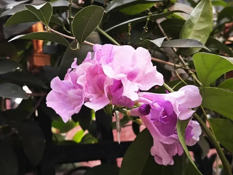 蒜香藤的养殖方法和注意事项