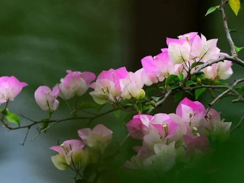 三角梅叶子发黄脱落的原因及解决方法