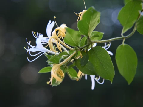 金银花什么时候开花？揭秘花期规律与养护技巧
