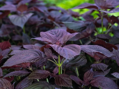 紫苏：药食同源的千年草本植物及其现代应用