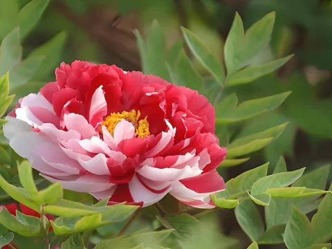 牡丹什么季节开花？揭秘最佳赏花期与地域差异