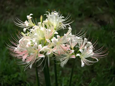 石蒜花的寓意与象征：从凄美传说到现代解读