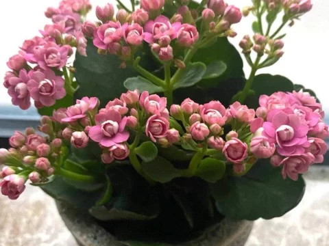 长寿花几月份长花苞？掌握这些养护技巧，花期爆盆不是梦！