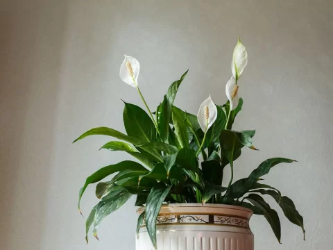 白掌怎么养才能开花更旺盛？掌握5大核心技巧，花期长、花朵密集又清新