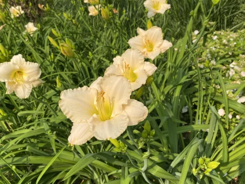 萱草花长什么样？揭秘“忘忧草”的形态特征与观赏价值