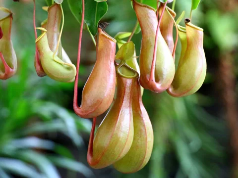 探秘猪笼草：食虫植物的生存智慧与养护指南