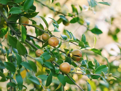油茶树剪枝的正确方法与季节管理技巧