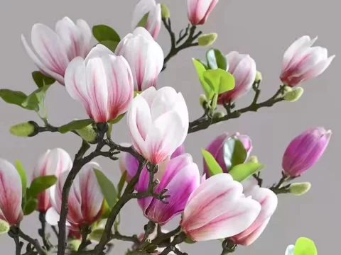 水培玉兰花的养殖方法与注意事项