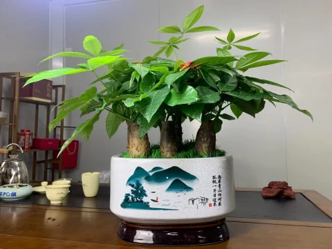 发财树浇水后叶子发黄怎么办？5步急救措施让叶片恢复油绿
