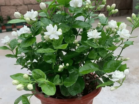 茉莉花喜阴还是喜阳？揭秘正确光照法则，让花香满枝头