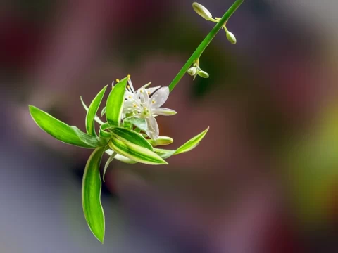 吊兰开花吗？揭秘让吊兰绽放小花的养护秘诀