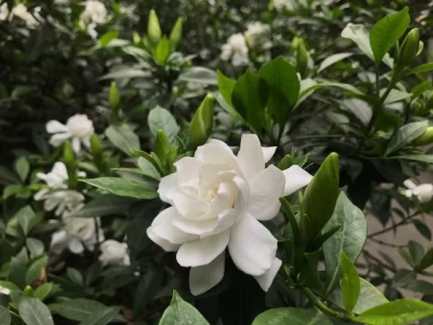 栀子花掉花苞原因分析及处理办法