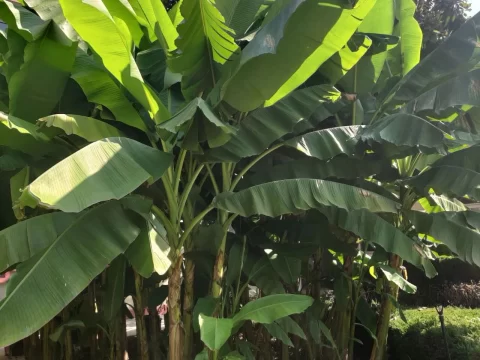 芭蕉树为什么不能种在家里？揭秘五大禁忌与科学隐患