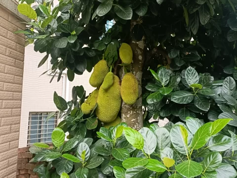 菠萝蜜树苗几年结果？揭秘影响挂果时间的四大关键因素