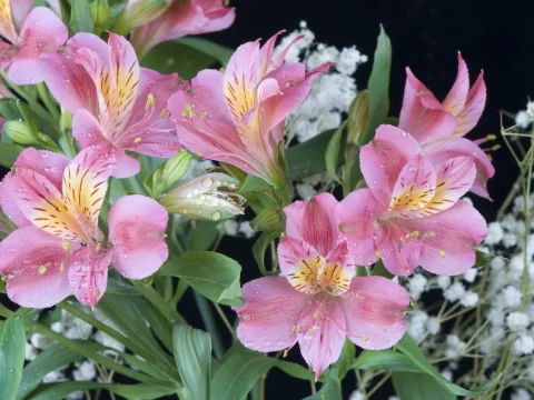 六出花的花语和寓意：自然诗语中的深情诠释