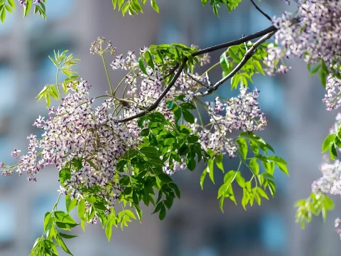 苦楝树的寓意和象征：多重文化意象中的生命之树
