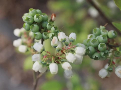 蓝莓什么时候开花结果?种植技巧与成熟期全解析