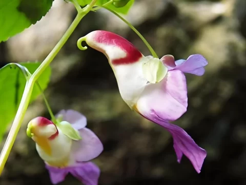 绚丽多彩的植物：探索自然界的十大奇花异草
