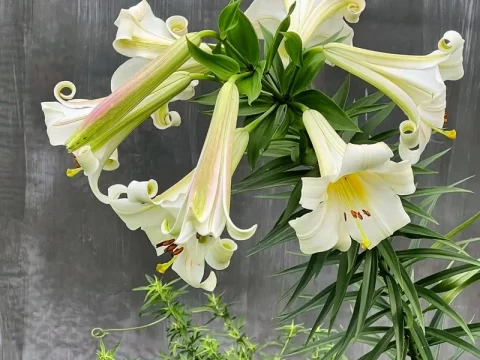 ​百合开完花后种球要挖出来吗？科学养护指南助来年花开更盛