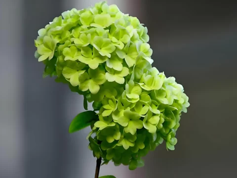 生孩子送什么花？精选花束推荐与寓意解析，传递最温暖的祝福