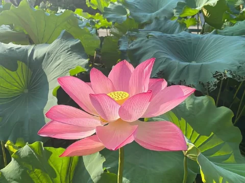莲花是什么季节开的？