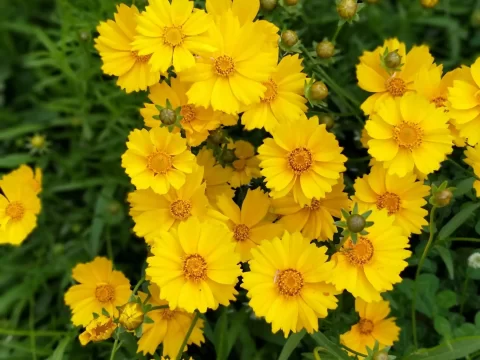 金鸡菊种植全指南：方法与注意事项