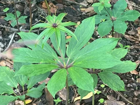 探秘自然馈赠：十种适合在树下种植的中草药
