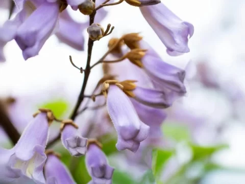 故乡的泡桐花开