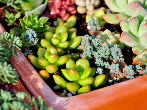多肉植物的正确养殖方法：打造你的治愈系小花园