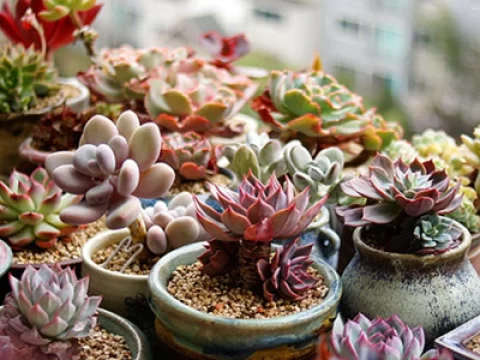 多肉植物多久浇一次水？掌握这6大原则，养出饱满肥美的“小可爱”