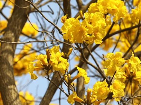 黄花风铃木的种植方法和注意事项