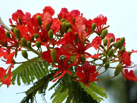 开红色的花十大名树：园林景观中的绚丽主角