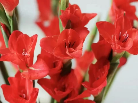 红色剑兰的花语和寓意：热烈与坚贞的浪漫象征