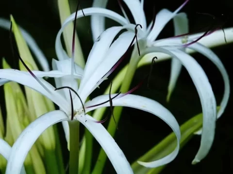 佛教的“五树六花”是什么？揭秘佛寺中的神圣植物