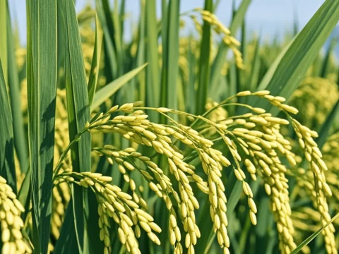 水稻是裸子植物吗？解析水稻的植物分类与科学依据