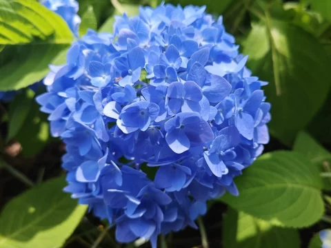 绣球几月份开花?揭秘花期规律与延长技巧